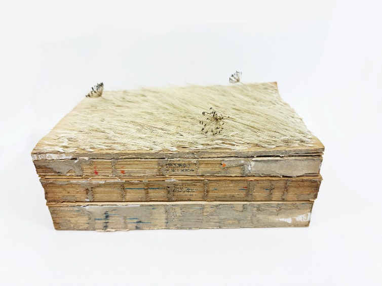 바람이불던토지에서 - 19x13x5cm, 박경리 토지 초판본 1.2.3권 위에 수크렁, 딜, 씨앗, 2026
